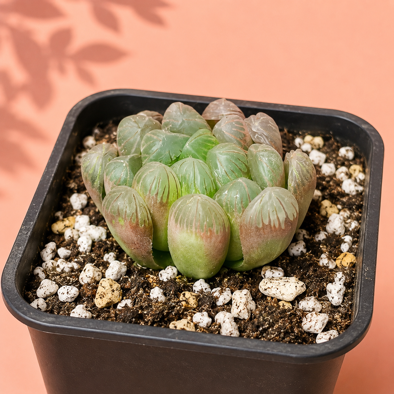 A close-up of a succulent plant with rounded, translucent green leaves in a square black plastic pot filled with dark soil and white perlite, set against a peach-colored background with soft leaf shadows.