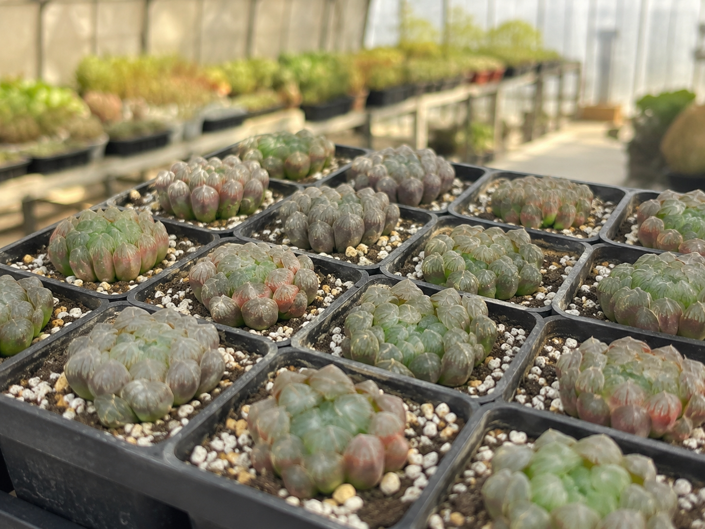 A black plastic 12-cell succulent tray holding multiple small, fleshy green succulent plants in peat-based potting mix with white gravel, photographed in a greenhouse with other plants blurred in the background.
