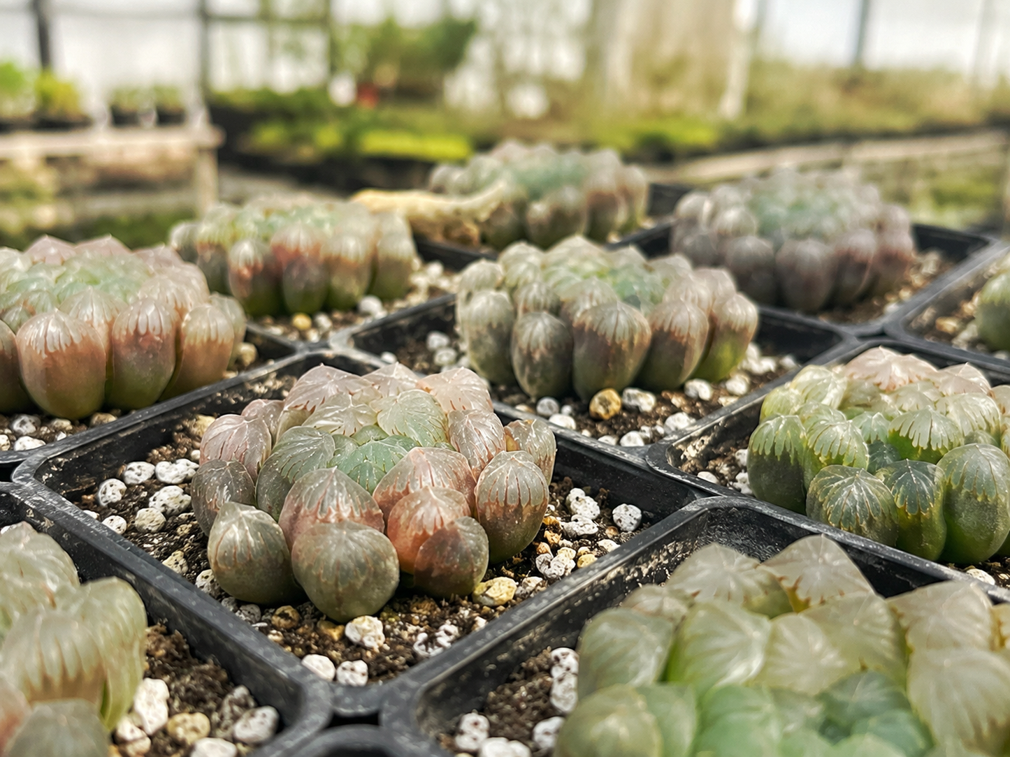 Several clusters of small succulent plants in black plastic starter trays, filled with soil and white perlite, arranged in a greenhouse.
