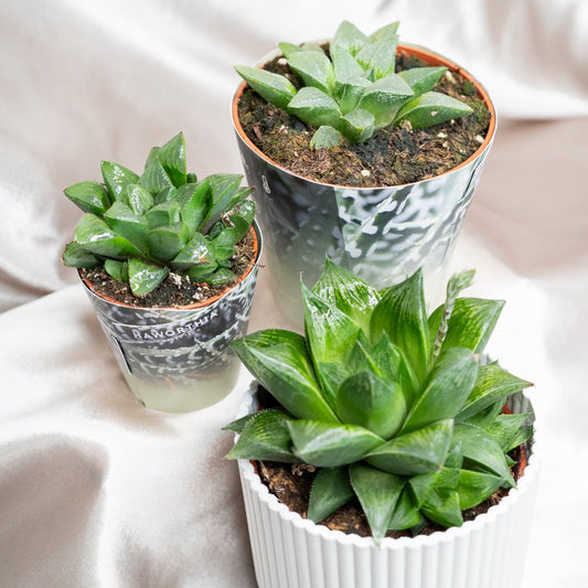 3 Varieties Haworthia Pygmaea, Haworthia retusa, Succulent in 8cm Pot