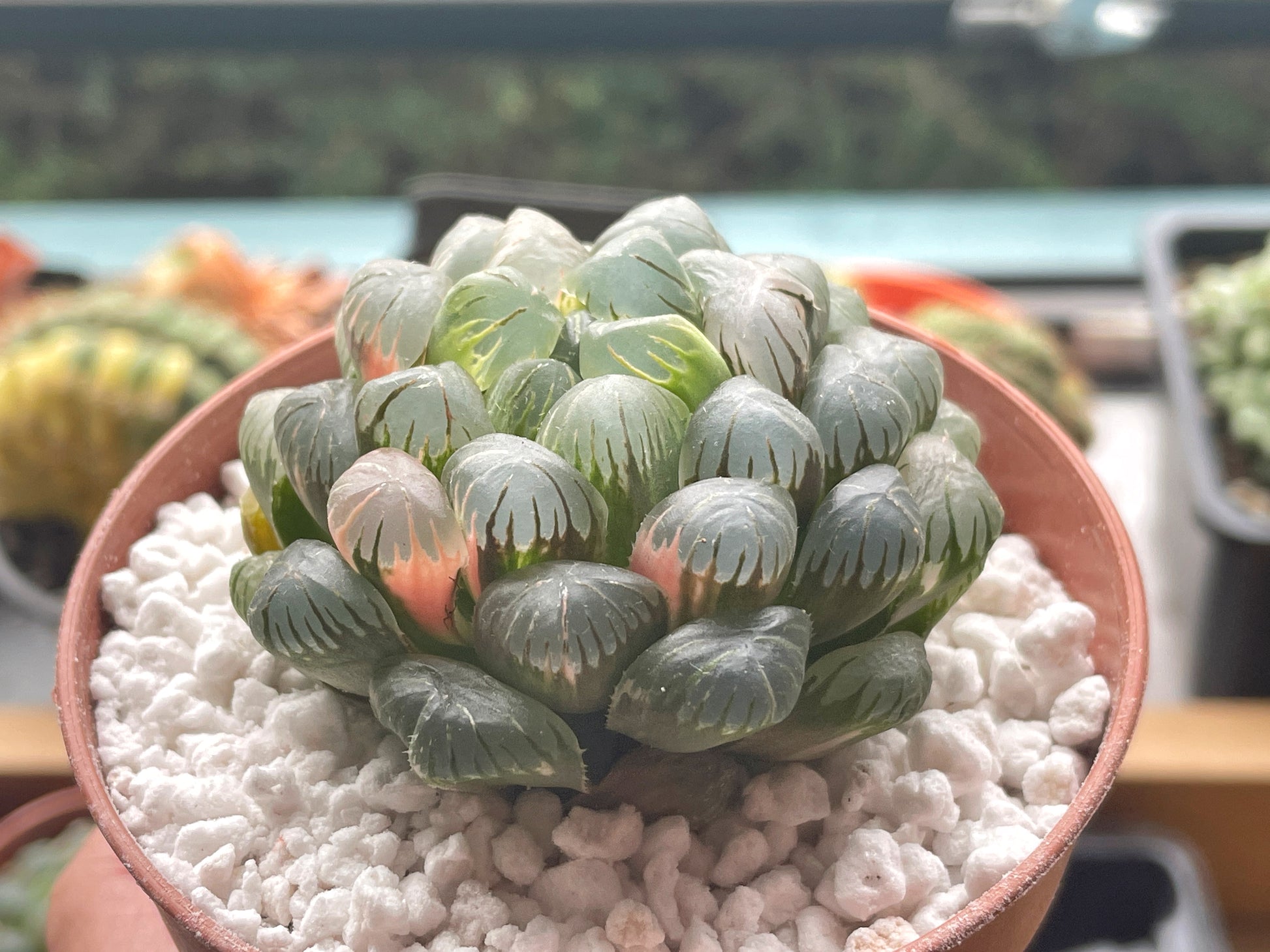 succulent see through Haworthia cooperi var. Truncata Variegated, around 4-5cm, Bare Root Shipped
