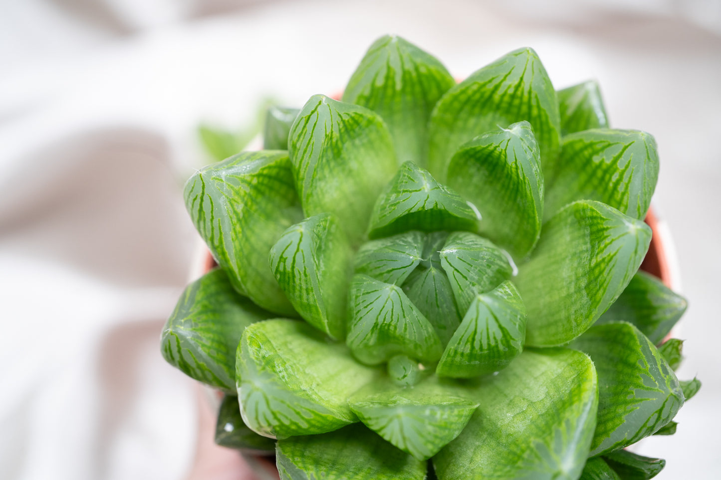 2 varieties Haworthia cooperii, Haworthia Succulent in 5&8cm Pot