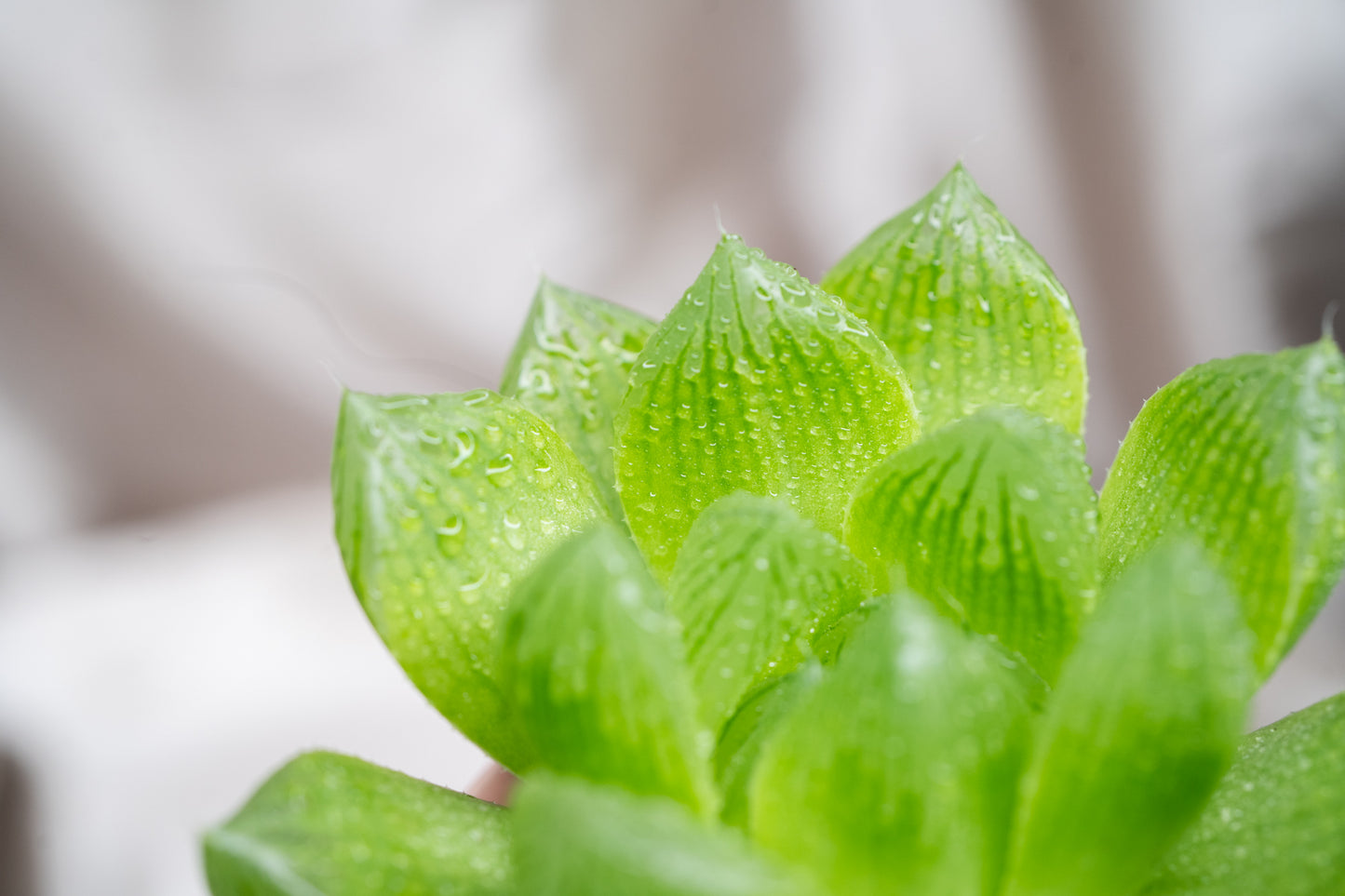 2 varieties Haworthia cooperii, Haworthia Succulent in 5&8cm Pot