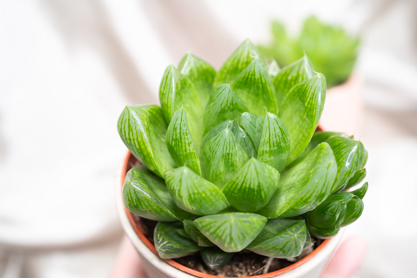 2 varieties Haworthia cooperii, Haworthia Succulent in 5&8cm Pot