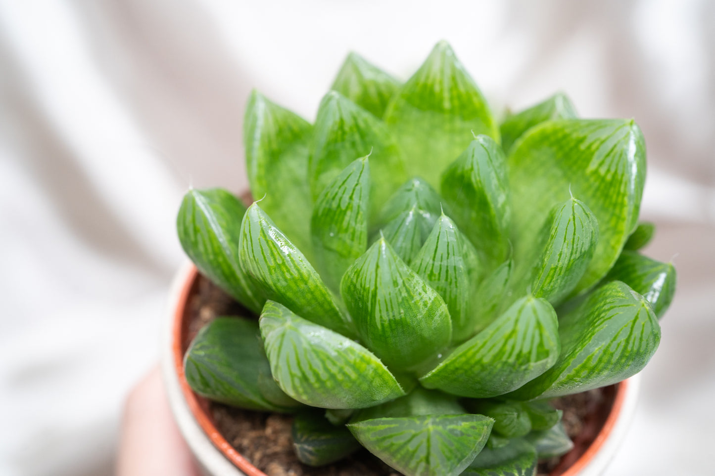 2 varieties Haworthia cooperii, Haworthia Succulent in 5&8cm Pot