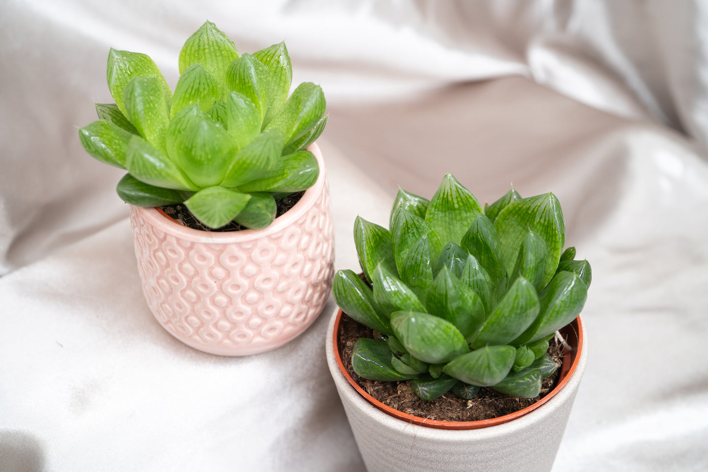 2 varieties Haworthia cooperii, Haworthia Succulent in 5&8cm Pot