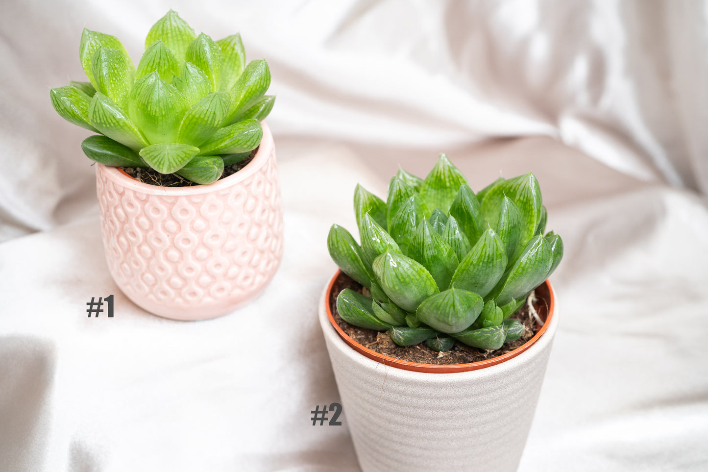 2 varieties Haworthia cooperii, Haworthia Succulent in 5&8cm Pot