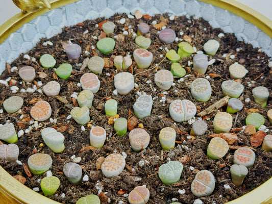 Lithops mixed 1-2cm with Bowl, Sell together, Christmas Gift, Succulent Lover Gift