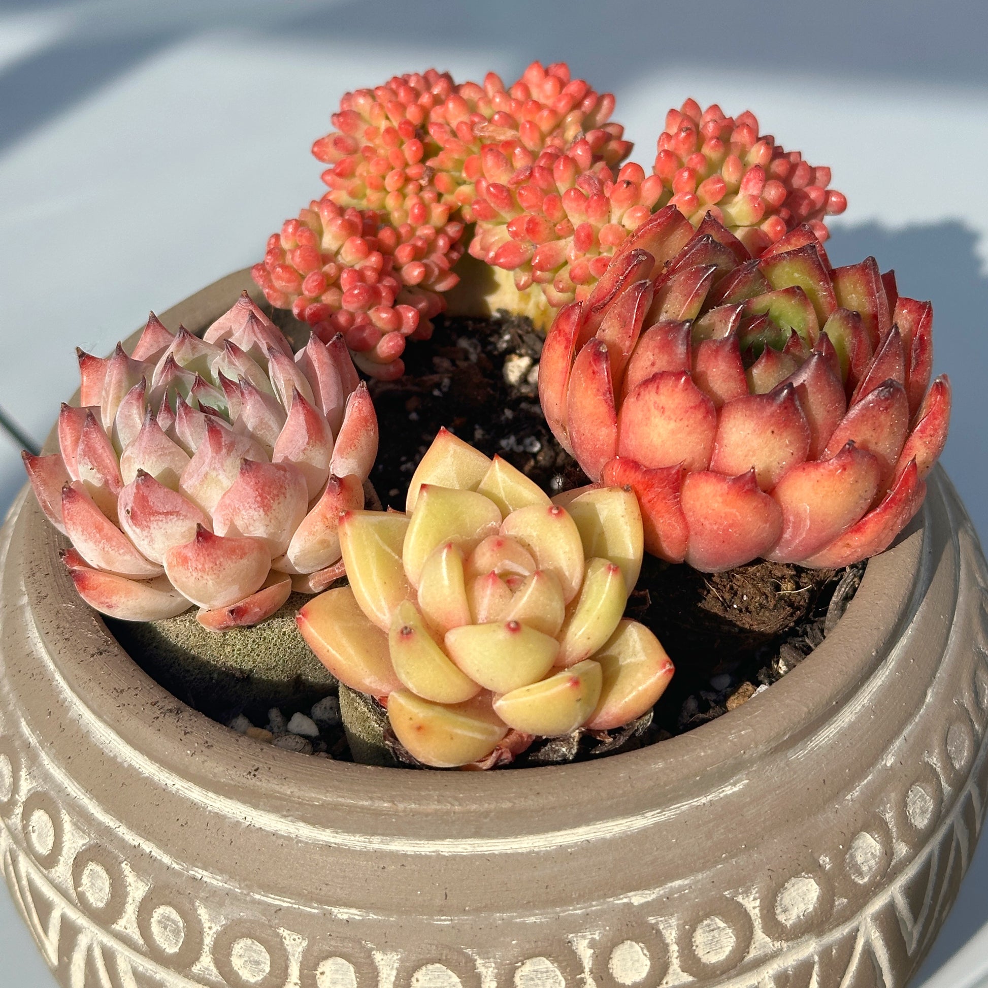 Succulent Cuttings