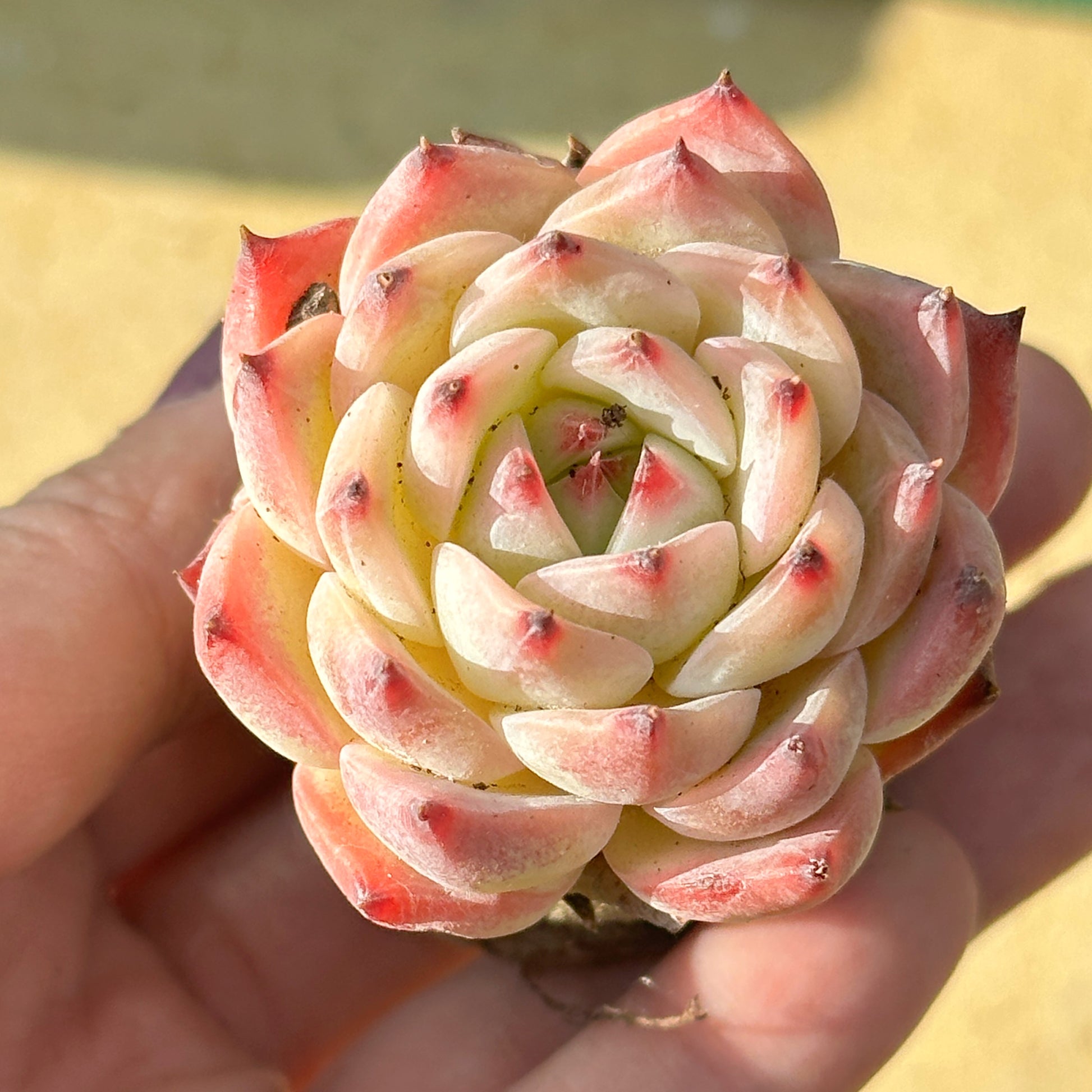 Close-up of a succulent plant held in hand with a blurred background