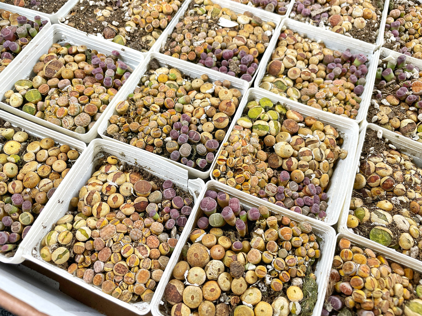 Mixed 50pcs+ Colourful Lithops, Lithops in 7cm pot, Living Stones Succulent