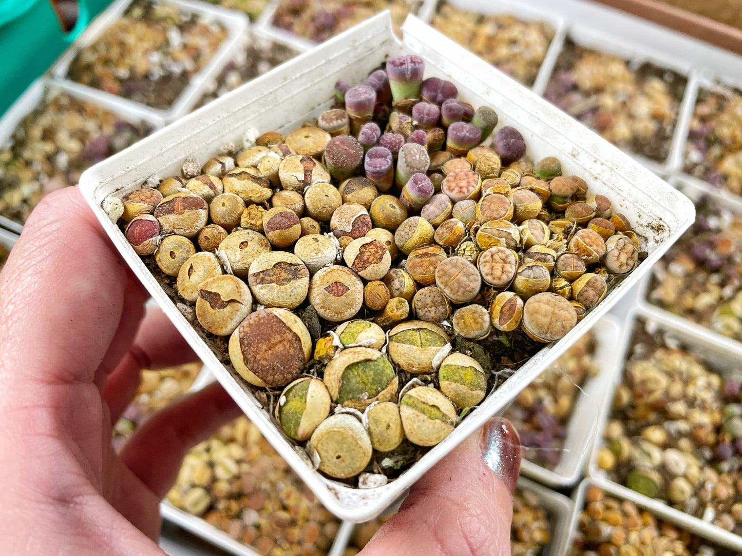 Mixed 50pcs+ Colourful Lithops, Lithops in 7cm pot, Living Stones Succulent