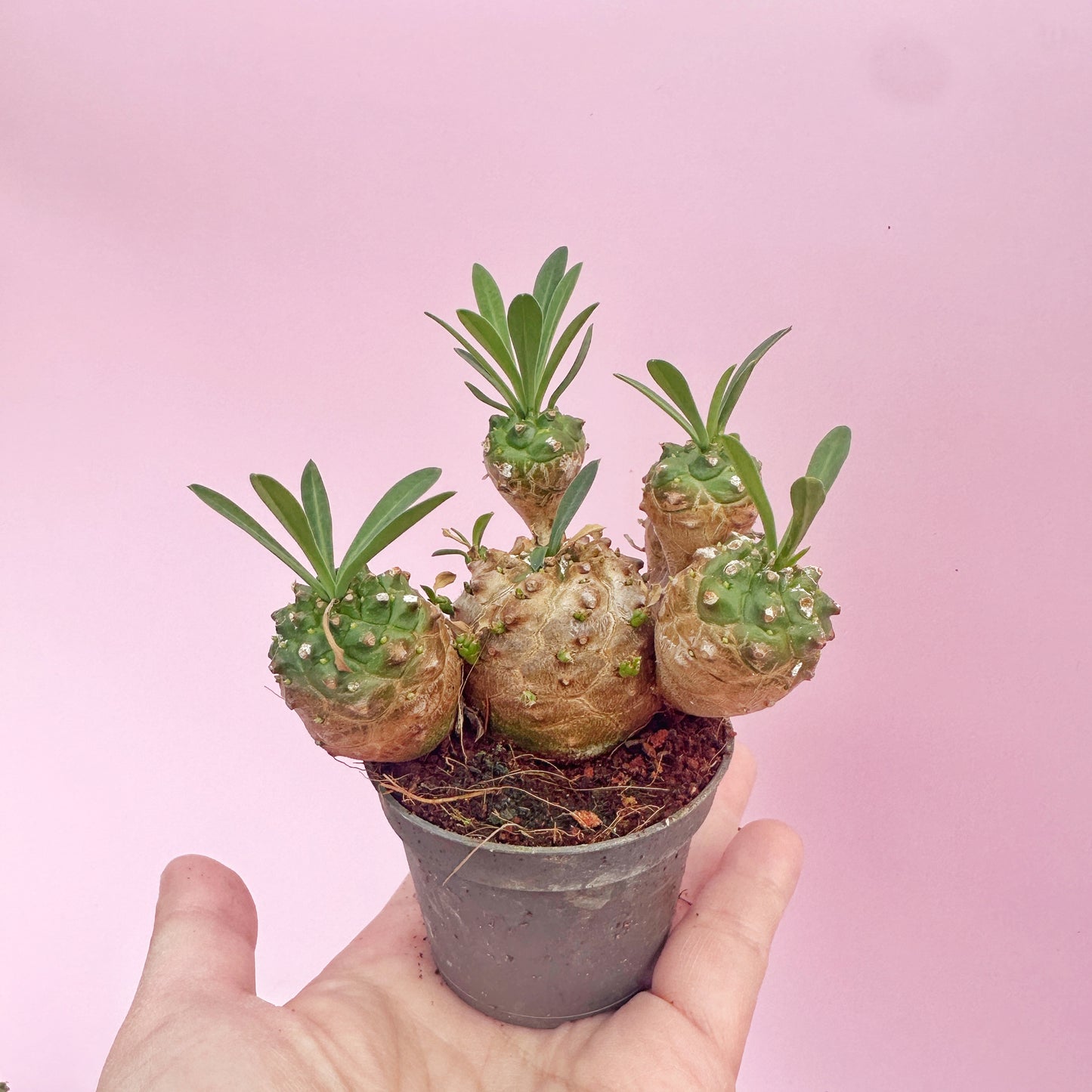 Small potted plant with multiple green shoots against a pink background