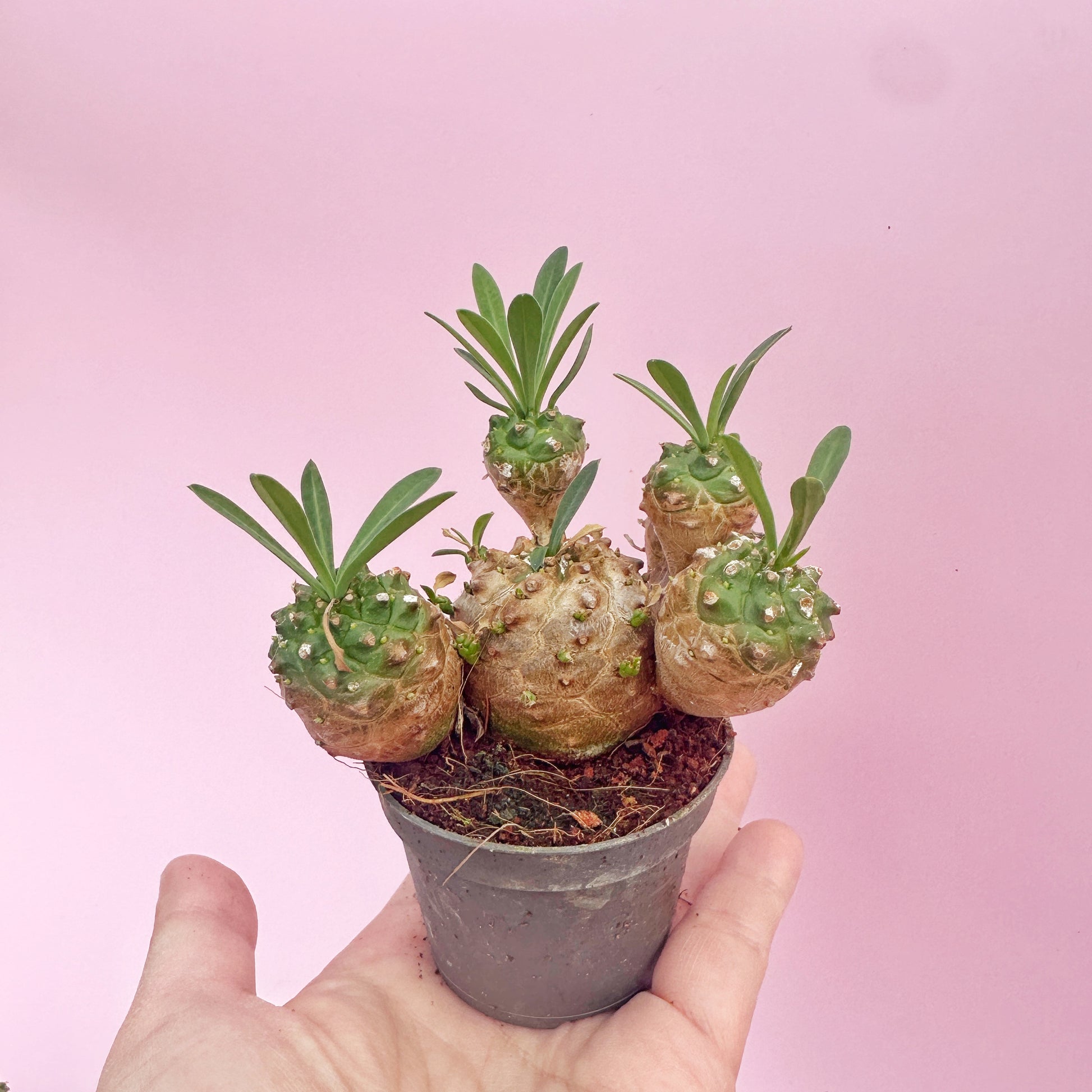 Small potted plant with multiple green shoots against a pink background