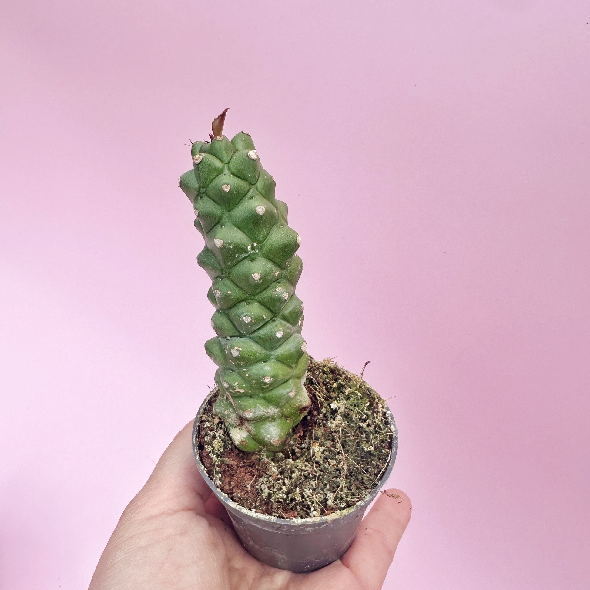 Cylindrical green succulent plant in a pot held against a pink background