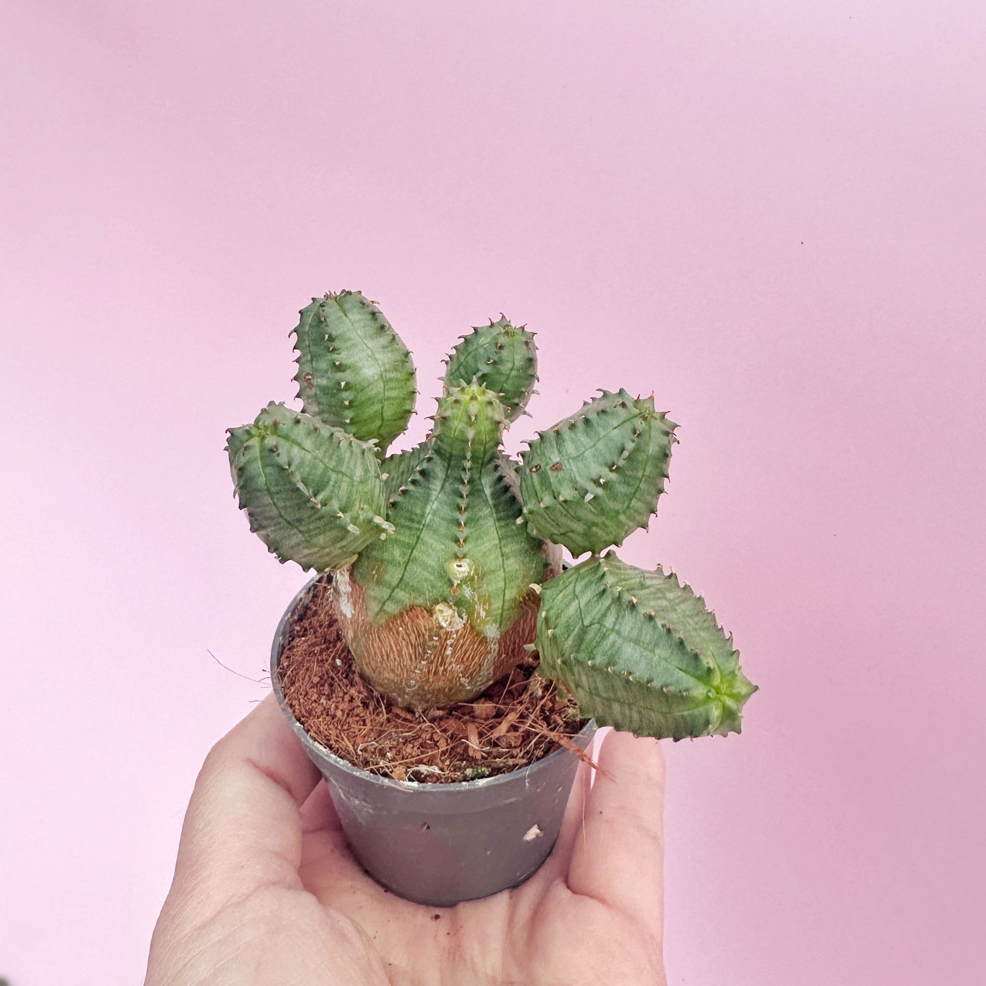 Small potted cactus held in a hand against a pink background