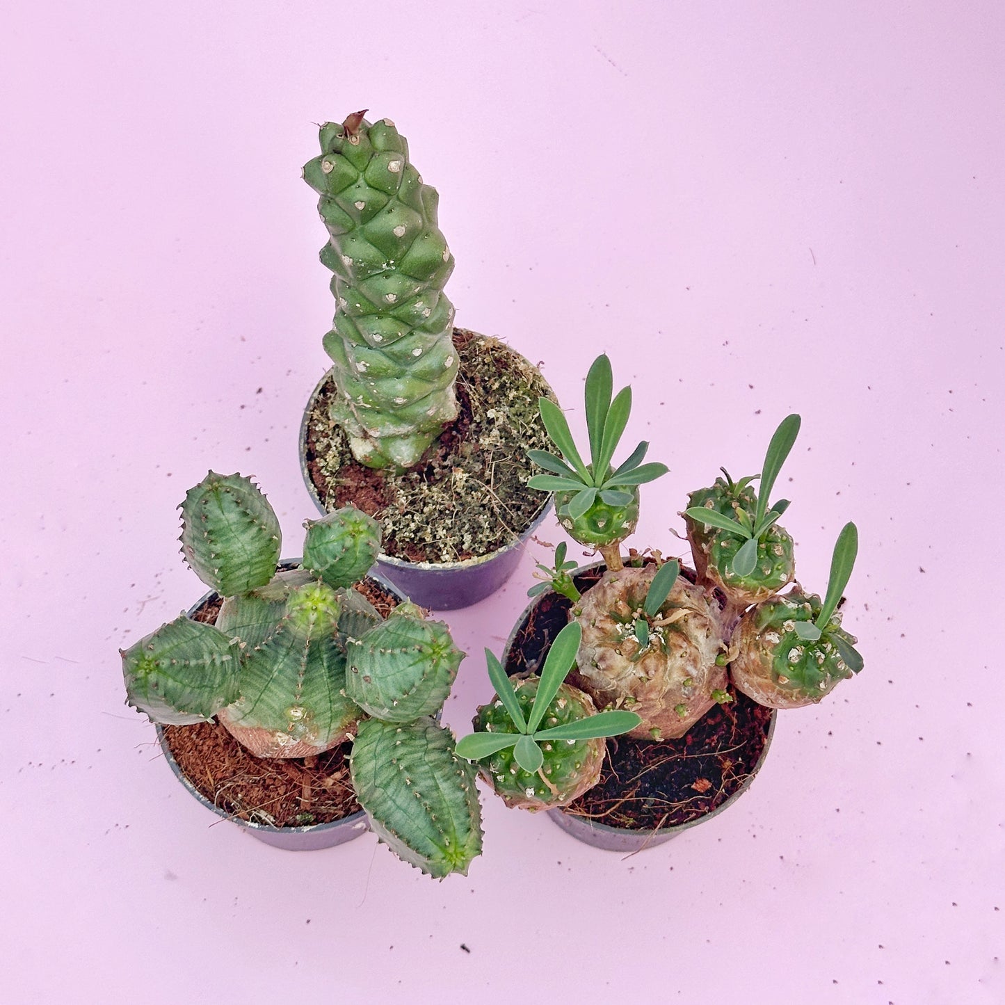 Collection of small potted cacti and succulents on a light purple background