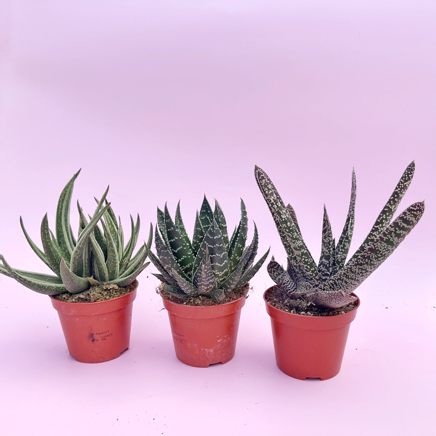 3pcs Aloe & Haworthia Succulent Set | 8cm Pots | Easy Care Indoor Plants | Nursery Pots