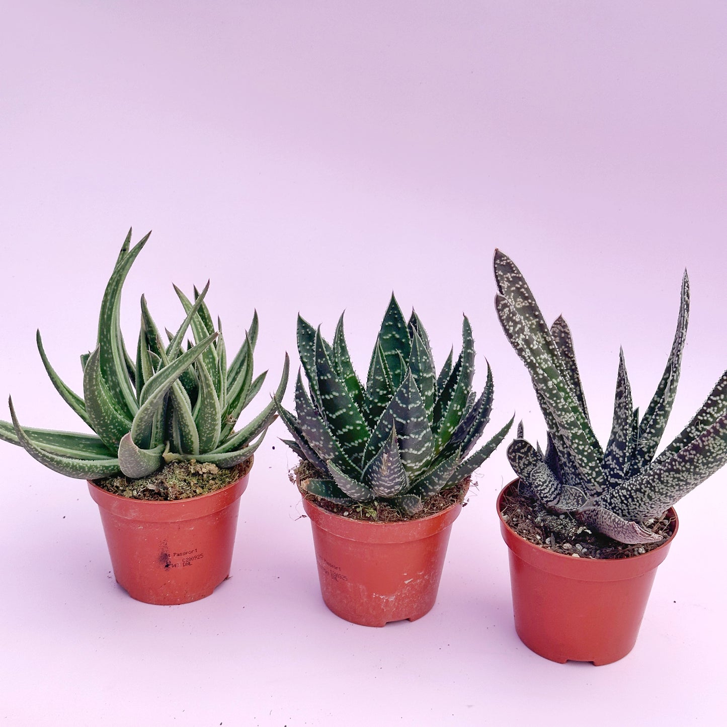 3pcs Aloe & Haworthia Succulent Set | 8cm Pots | Easy Care Indoor Plants | Nursery Pots
