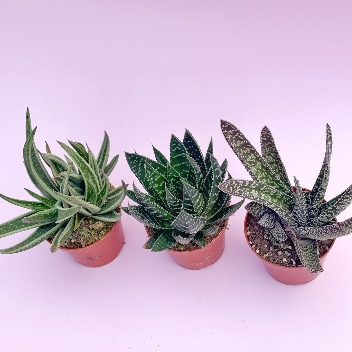 3pcs Aloe & Haworthia Succulent Set | 8cm Pots | Easy Care Indoor Plants | Nursery Pots