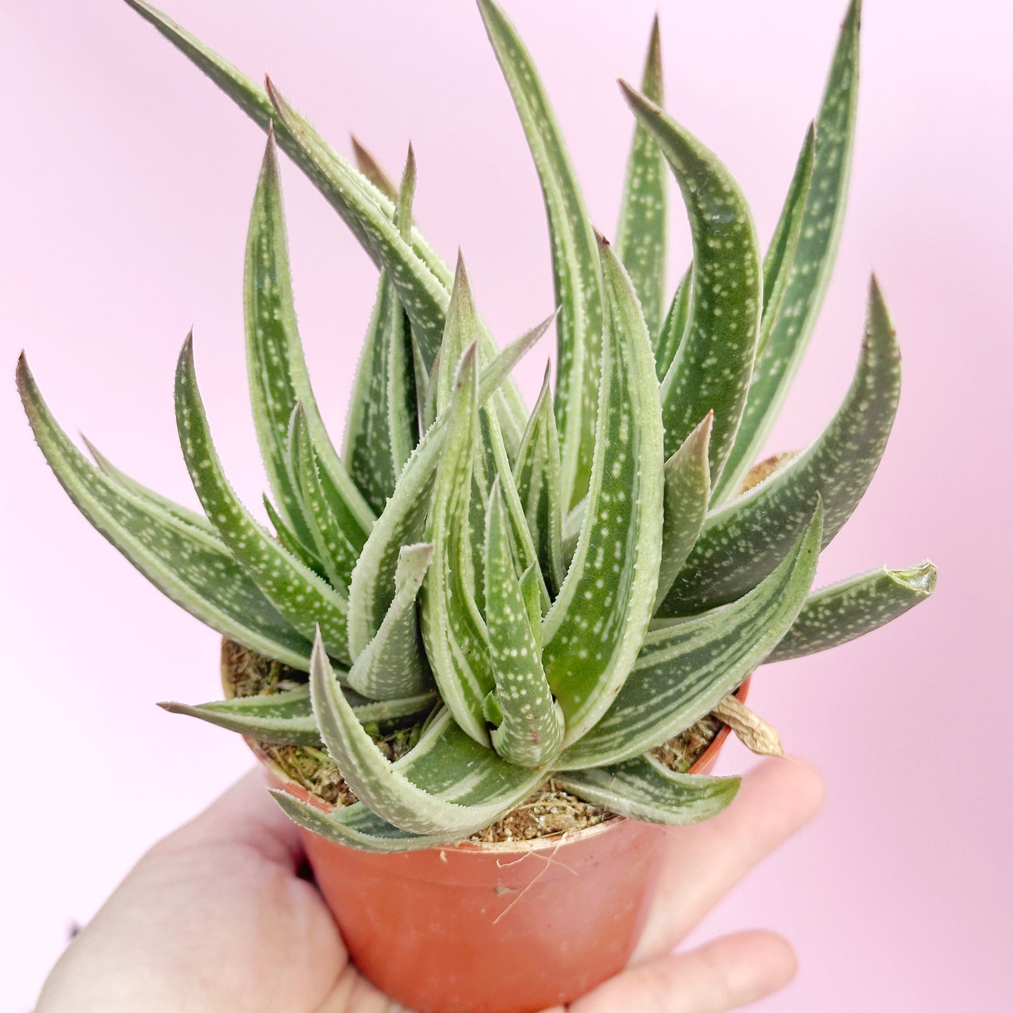 3pcs Aloe & Haworthia Succulent Set | 8cm Pots | Easy Care Indoor Plants | Nursery Pots