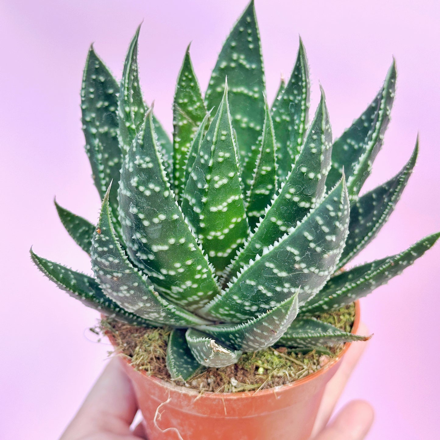3pcs Aloe & Haworthia Succulent Set | 8cm Pots | Easy Care Indoor Plants | Nursery Pots