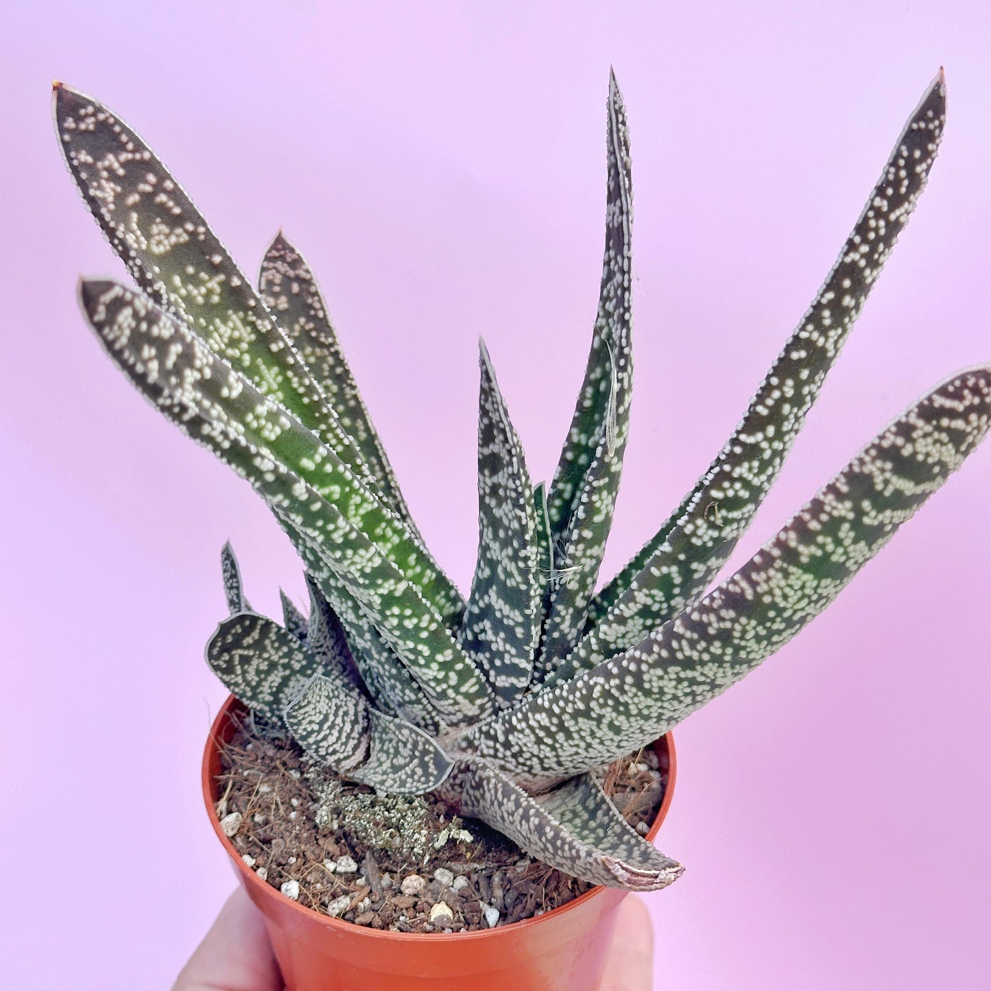 3pcs Aloe & Haworthia Succulent Set | 8cm Pots | Easy Care Indoor Plants | Nursery Pots