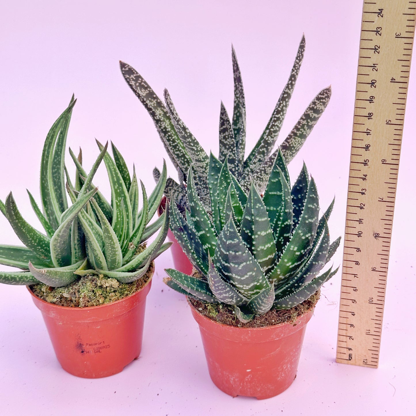 3pcs Aloe & Haworthia Succulent Set | 8cm Pots | Easy Care Indoor Plants | Nursery Pots