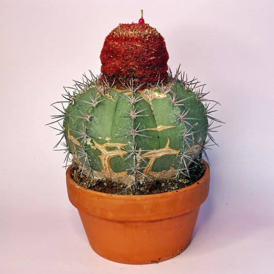 Rare Melocactus concinnus 17cm+ | Large Specimen Cactus | Cephalium | One of a Kind | Potted