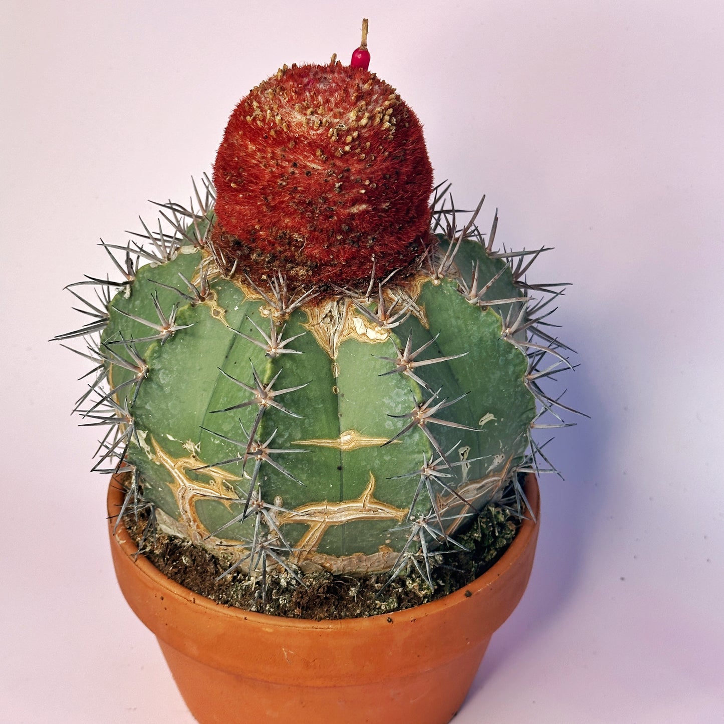 Rare Melocactus concinnus 17cm+ | Large Specimen Cactus | Cephalium | One of a Kind | Potted