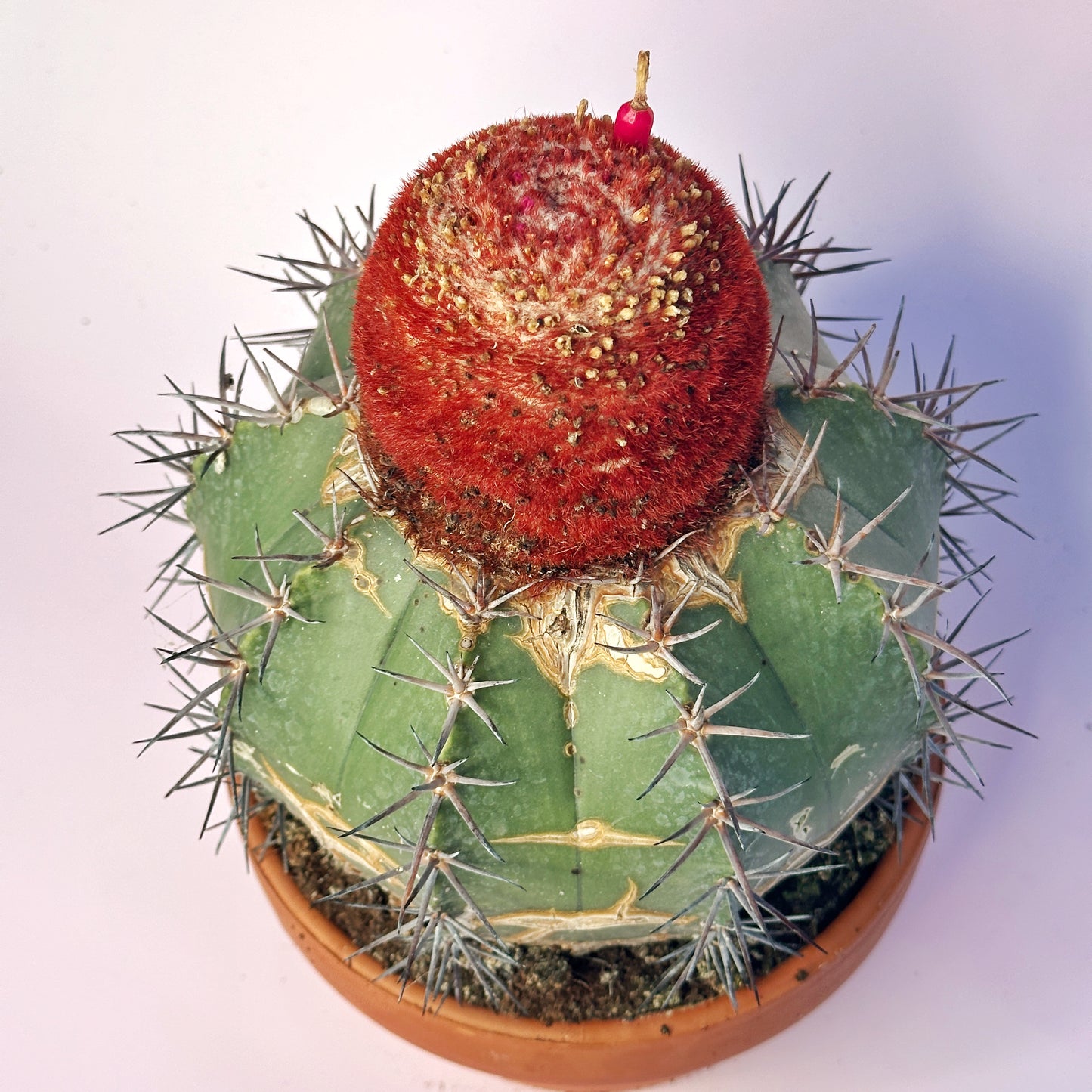 Rare Melocactus concinnus 17cm+ | Large Specimen Cactus | Cephalium | One of a Kind | Potted