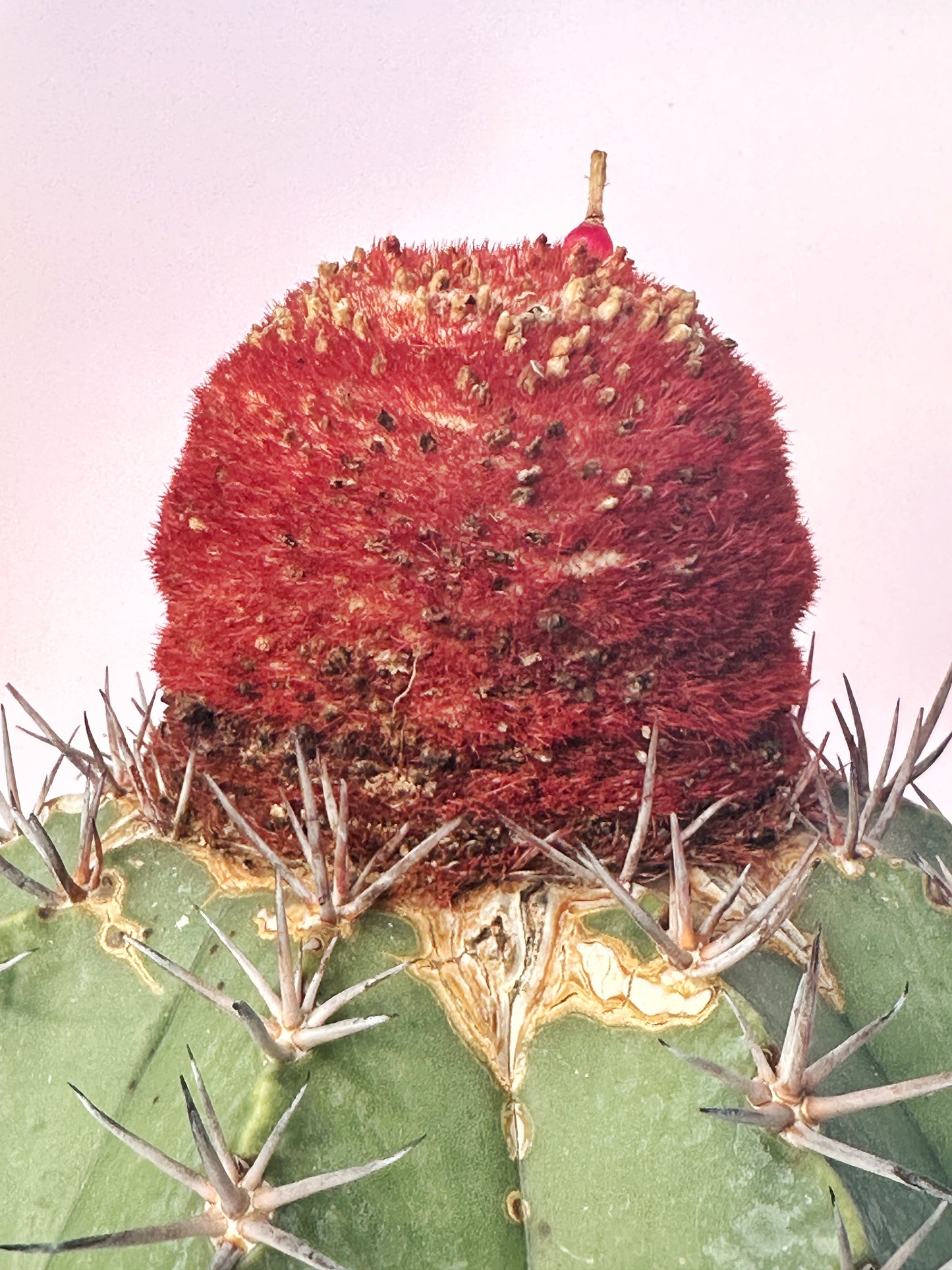 Rare Melocactus concinnus 17cm+ | Large Specimen Cactus | Cephalium | One of a Kind | Potted