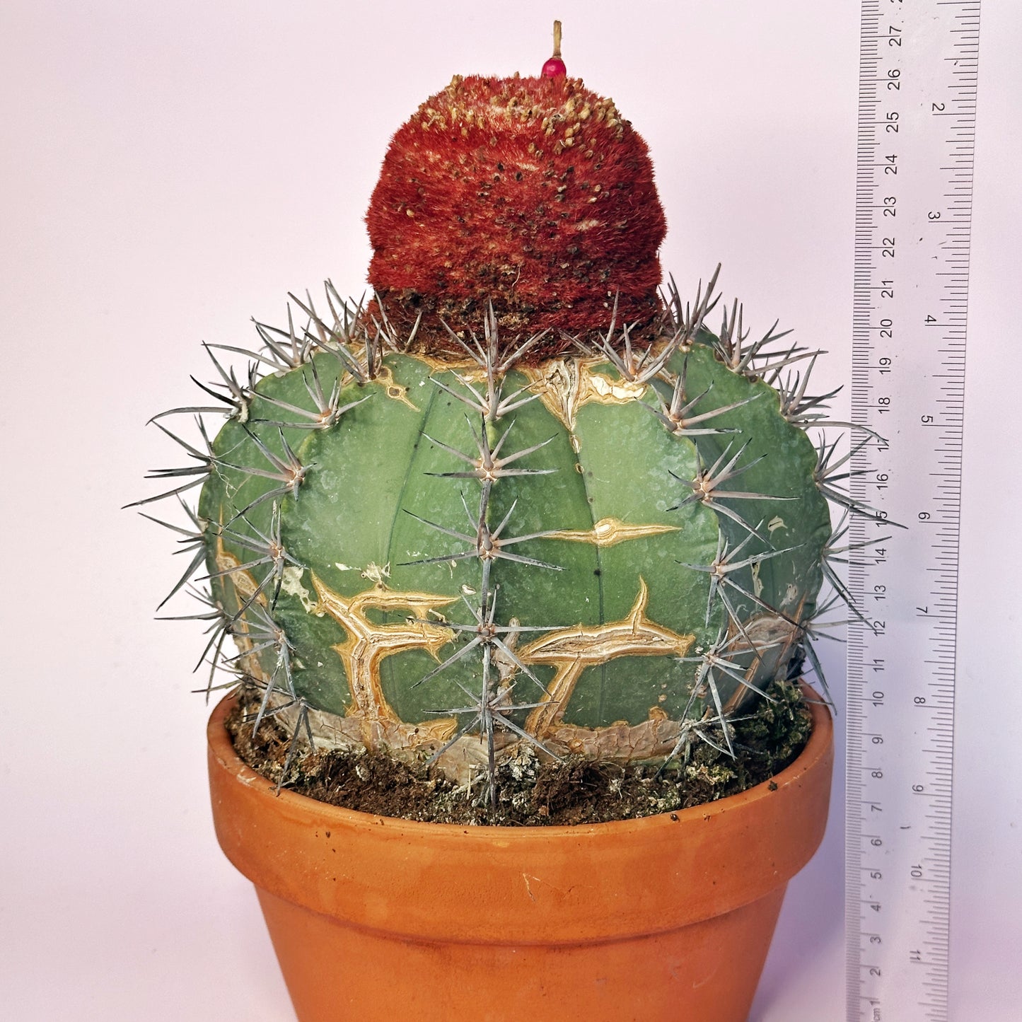 Rare Melocactus concinnus 17cm+ | Large Specimen Cactus | Cephalium | One of a Kind | Potted