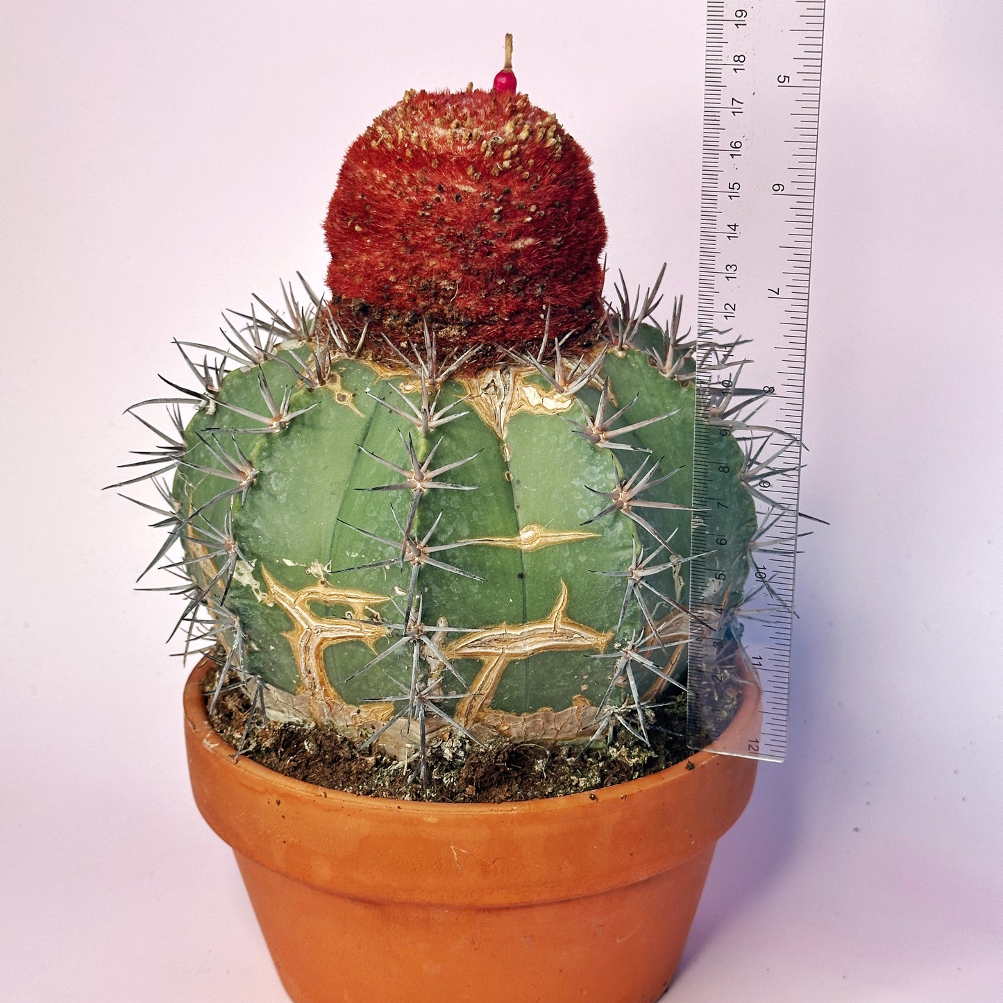 Rare Melocactus concinnus 17cm+ | Large Specimen Cactus | Cephalium | One of a Kind | Potted