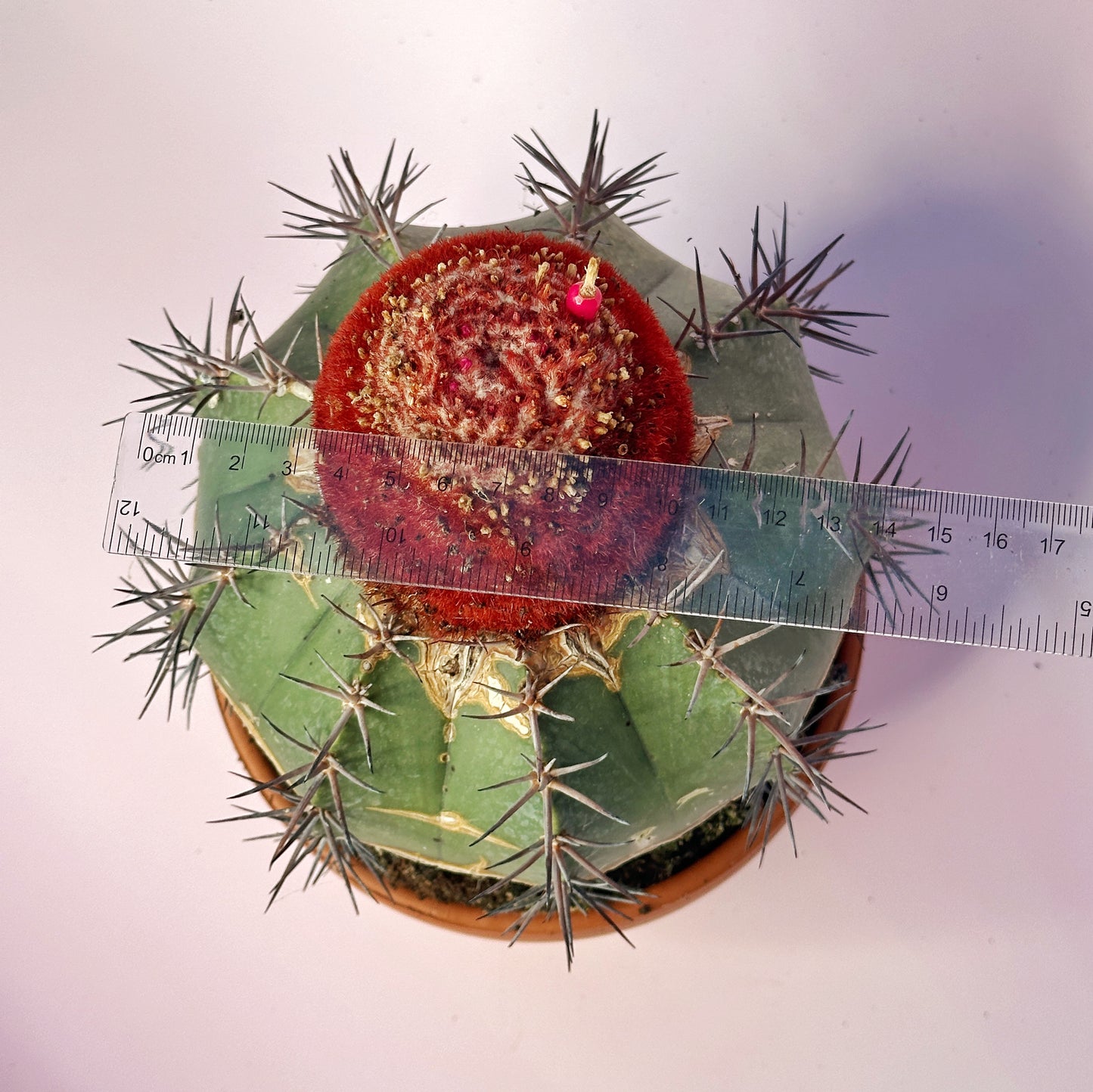 Rare Melocactus concinnus 17cm+ | Large Specimen Cactus | Cephalium | One of a Kind | Potted