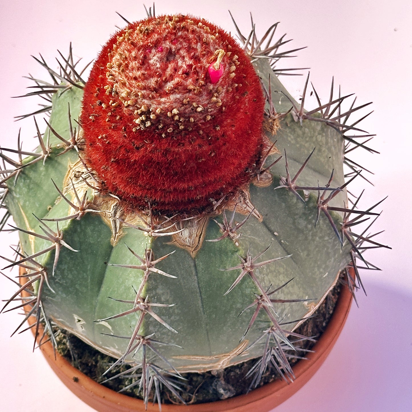 Rare Melocactus concinnus 17cm+ | Large Specimen Cactus | Cephalium | One of a Kind | Potted