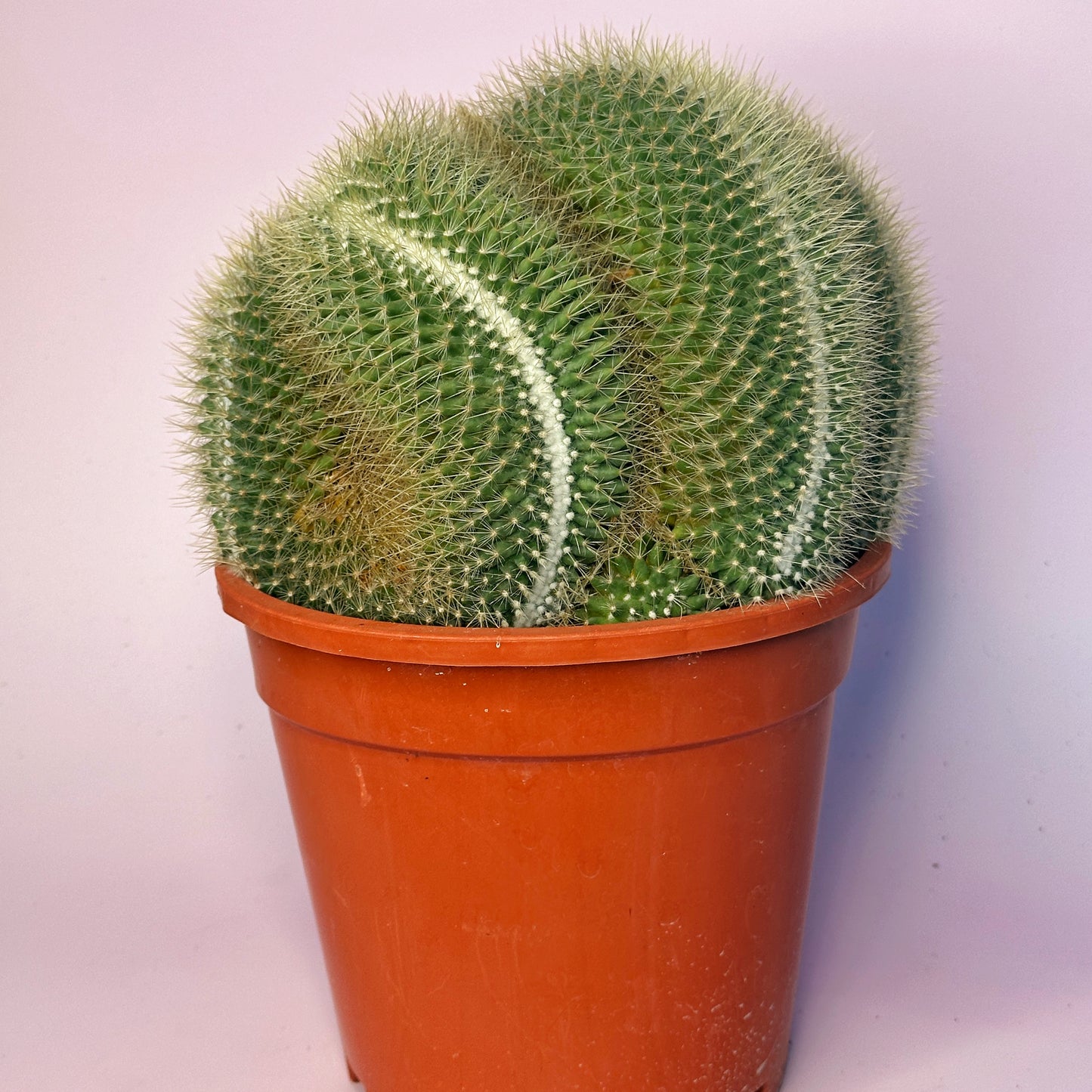 Large Mammillaria pringlei Cristata | Crested Cactus | Rare Specimen | One of a Kind | Potted