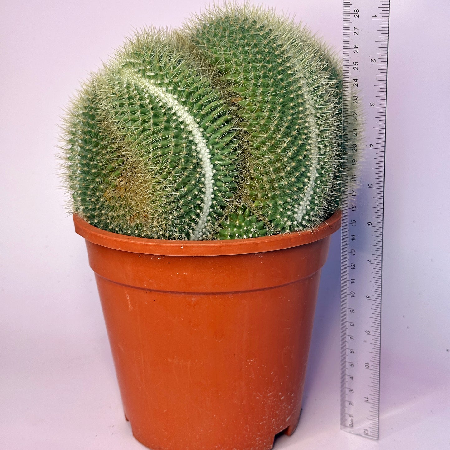Large Mammillaria pringlei Cristata | Crested Cactus | Rare Specimen | One of a Kind | Potted
