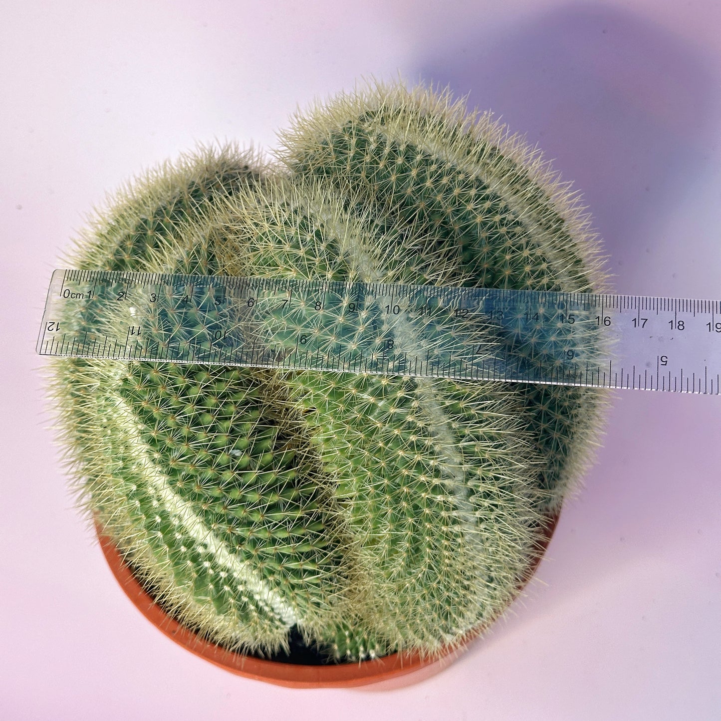 Large Mammillaria pringlei Cristata | Crested Cactus | Rare Specimen | One of a Kind | Potted