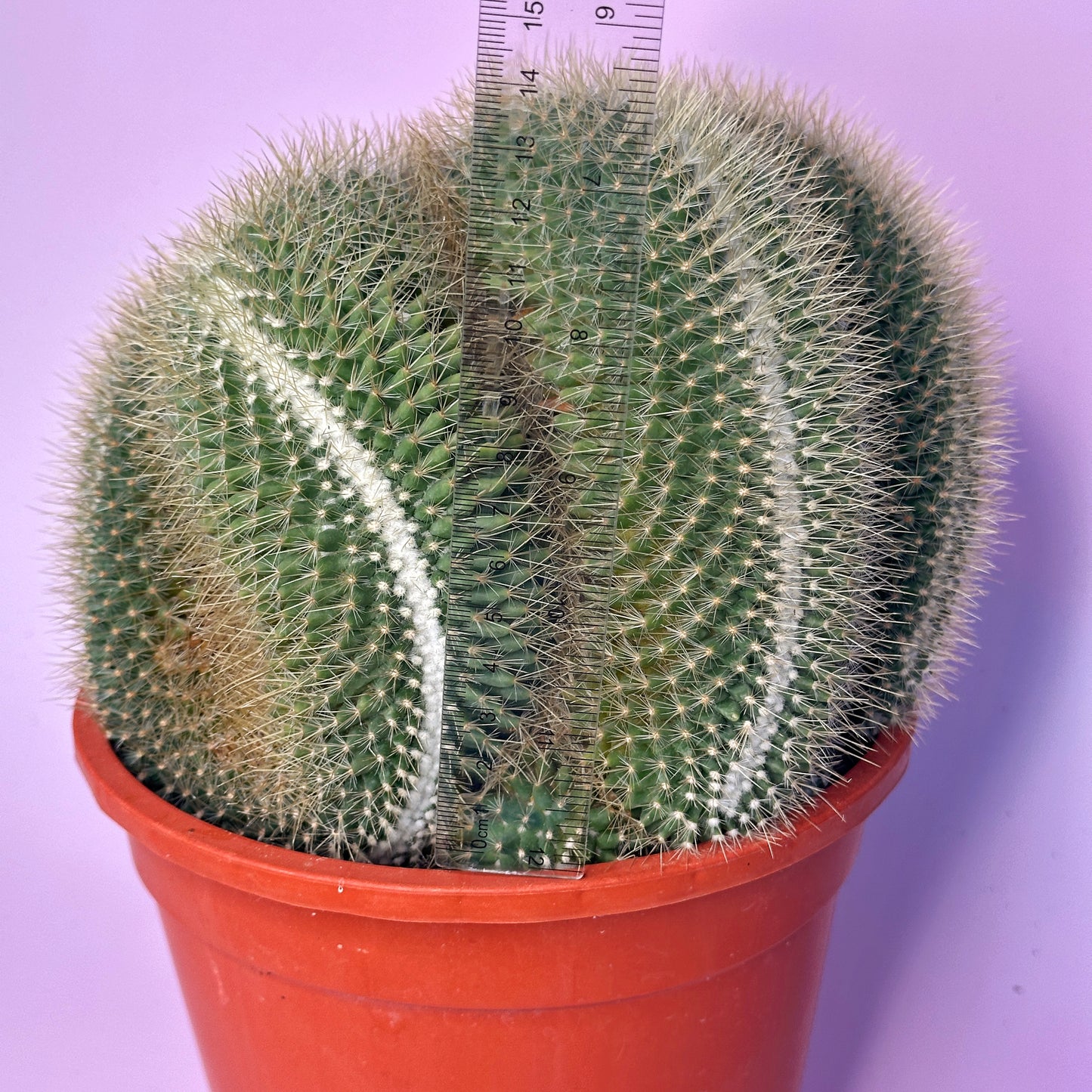 Large Mammillaria pringlei Cristata | Crested Cactus | Rare Specimen | One of a Kind | Potted