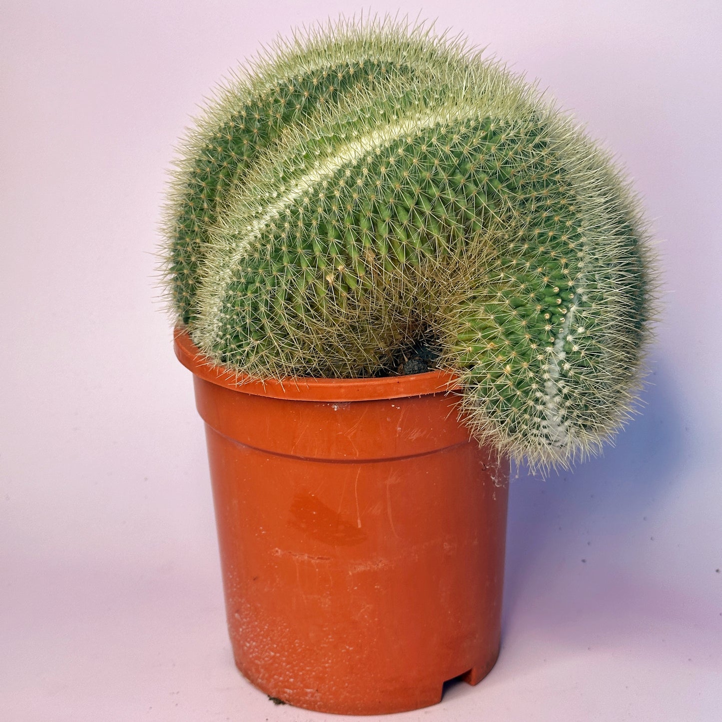 Large Mammillaria pringlei Cristata | Crested Cactus | Rare Specimen | One of a Kind | Potted