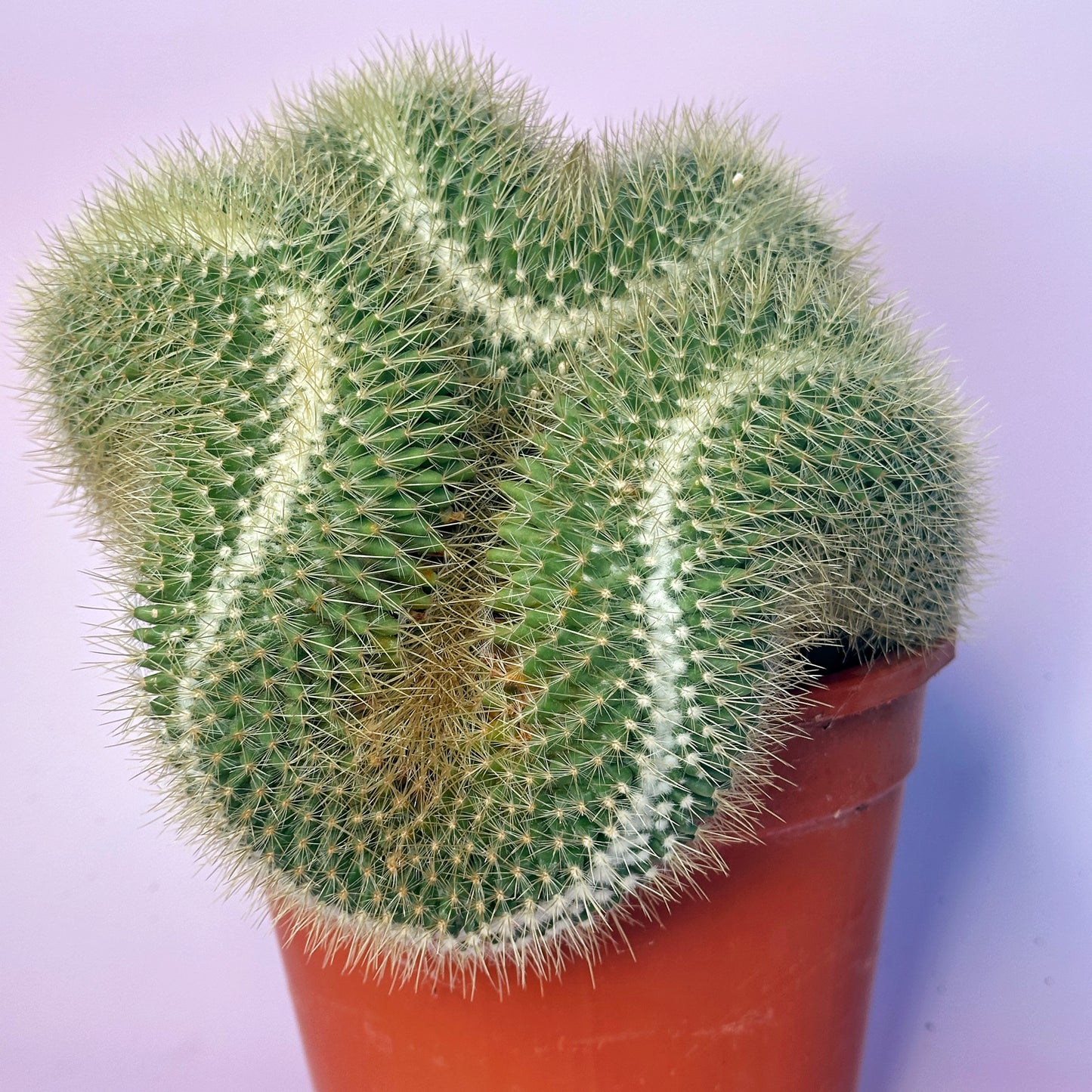 Large Mammillaria pringlei Cristata | Crested Cactus | Rare Specimen | One of a Kind | Potted