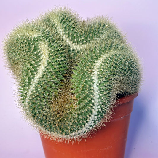 Large Mammillaria pringlei Cristata | Crested Cactus | Rare Specimen | One of a Kind | Potted