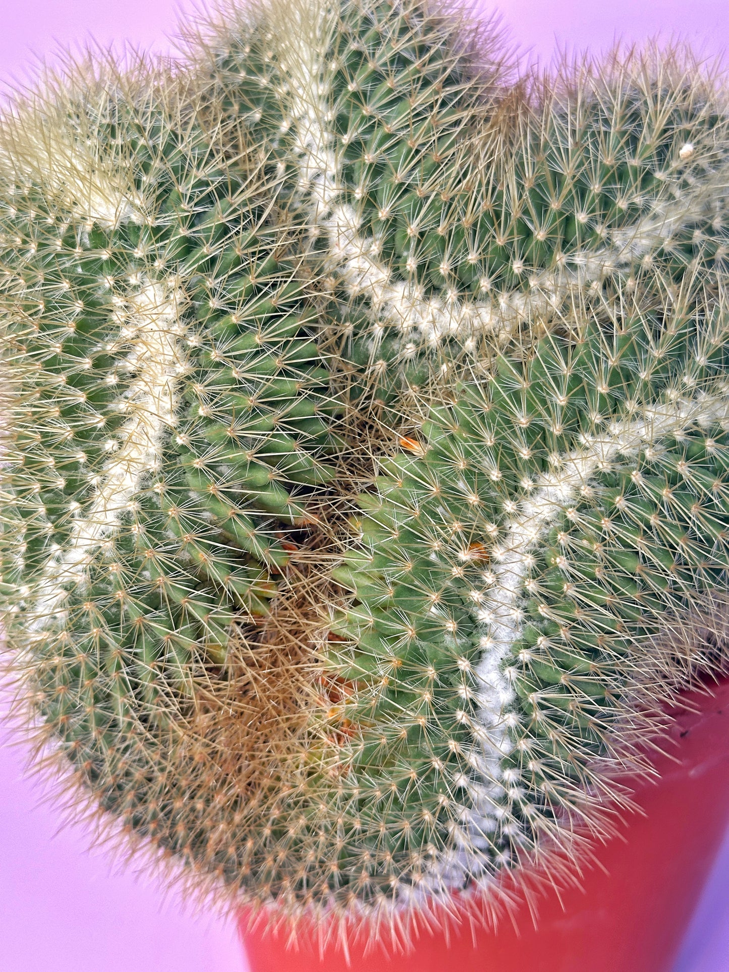 Large Mammillaria pringlei Cristata | Crested Cactus | Rare Specimen | One of a Kind | Potted