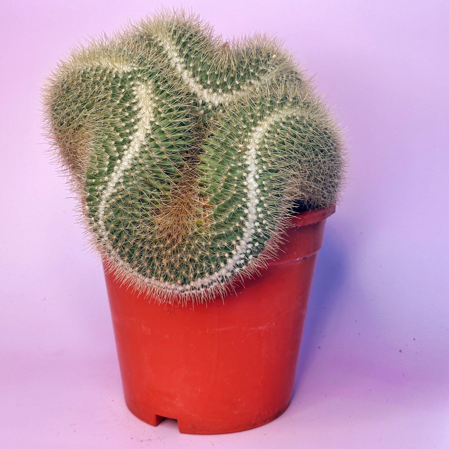Large Mammillaria pringlei Cristata | Crested Cactus | Rare Specimen | One of a Kind | Potted