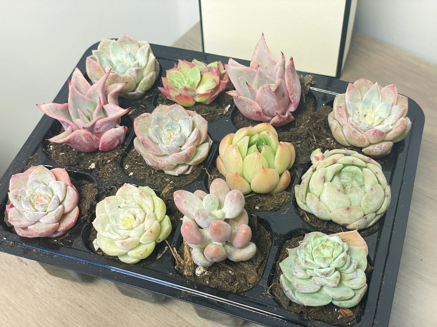 12 pcs Baby Succulents with Nursery Box and Soil, DIY Succulents New Starter Kit
