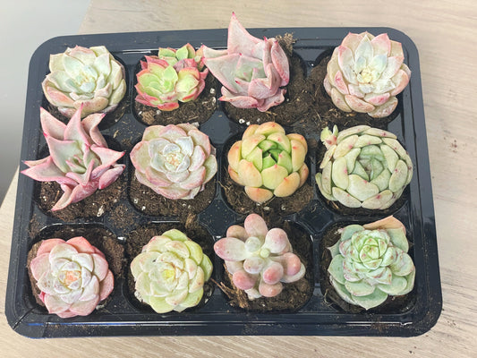 12 pcs Baby Succulents with Nursery Box and Soil, DIY Succulents New Starter Kit