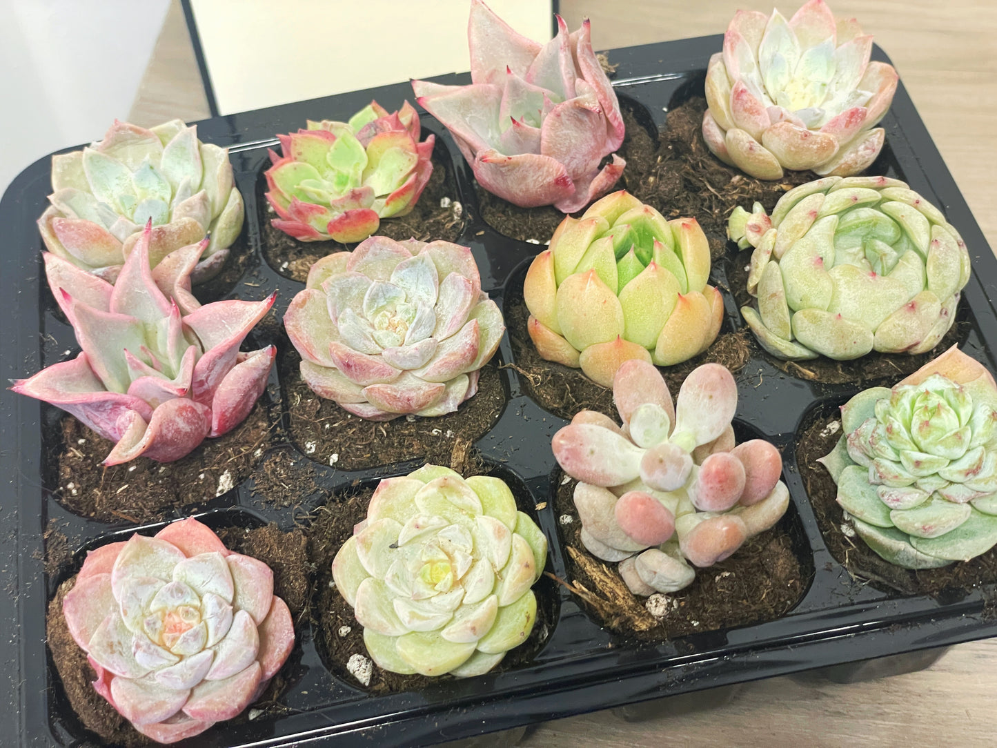 12 pcs Baby Succulents with Nursery Box and Soil, DIY Succulents New Starter Kit