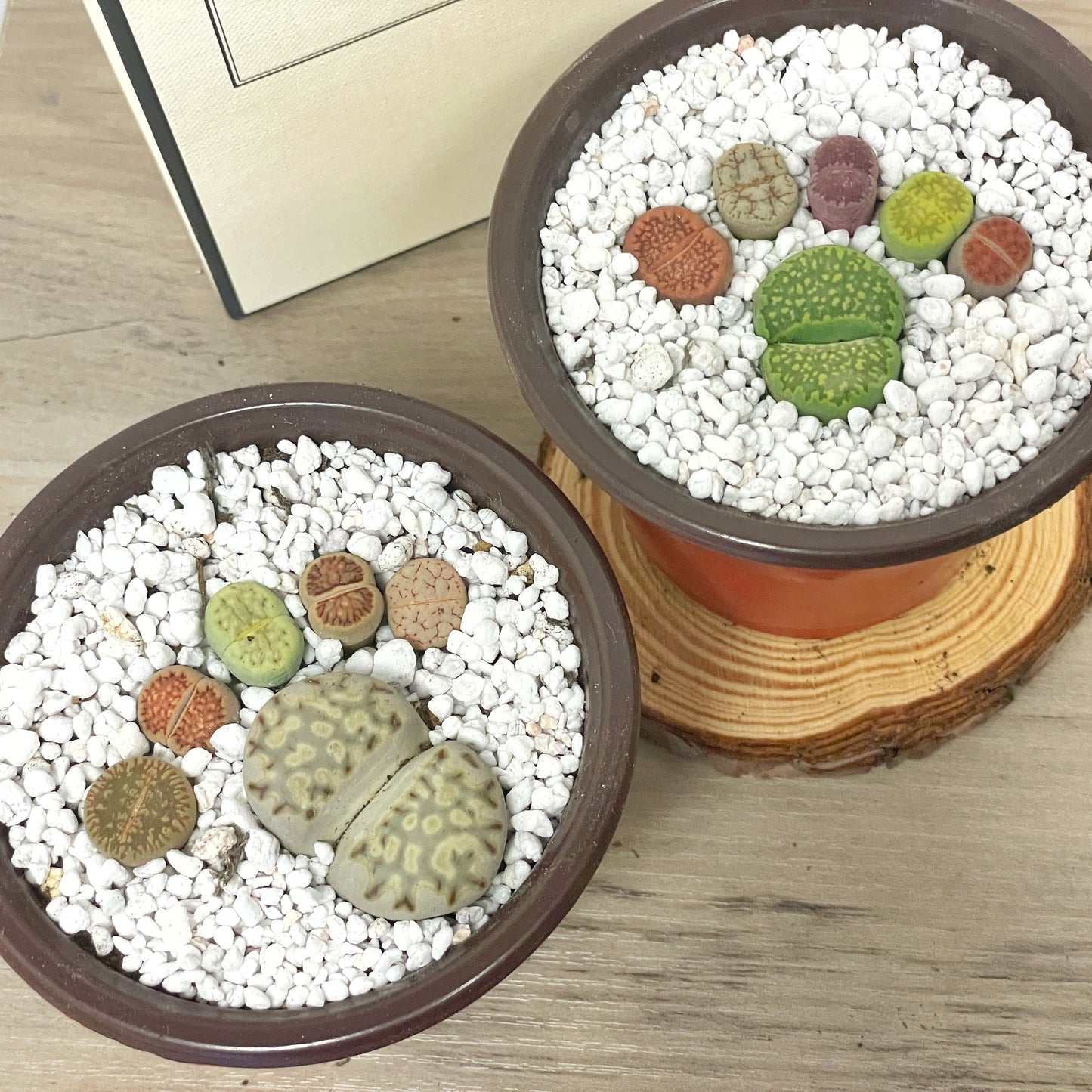 DIY Lithops Kit - 6 Lithops, 1 x 8cm nursery pot, small bag of Lithops soil, White decorative top - Succulents - Cactus, Lithops New Starter Kit, Gift for Kid