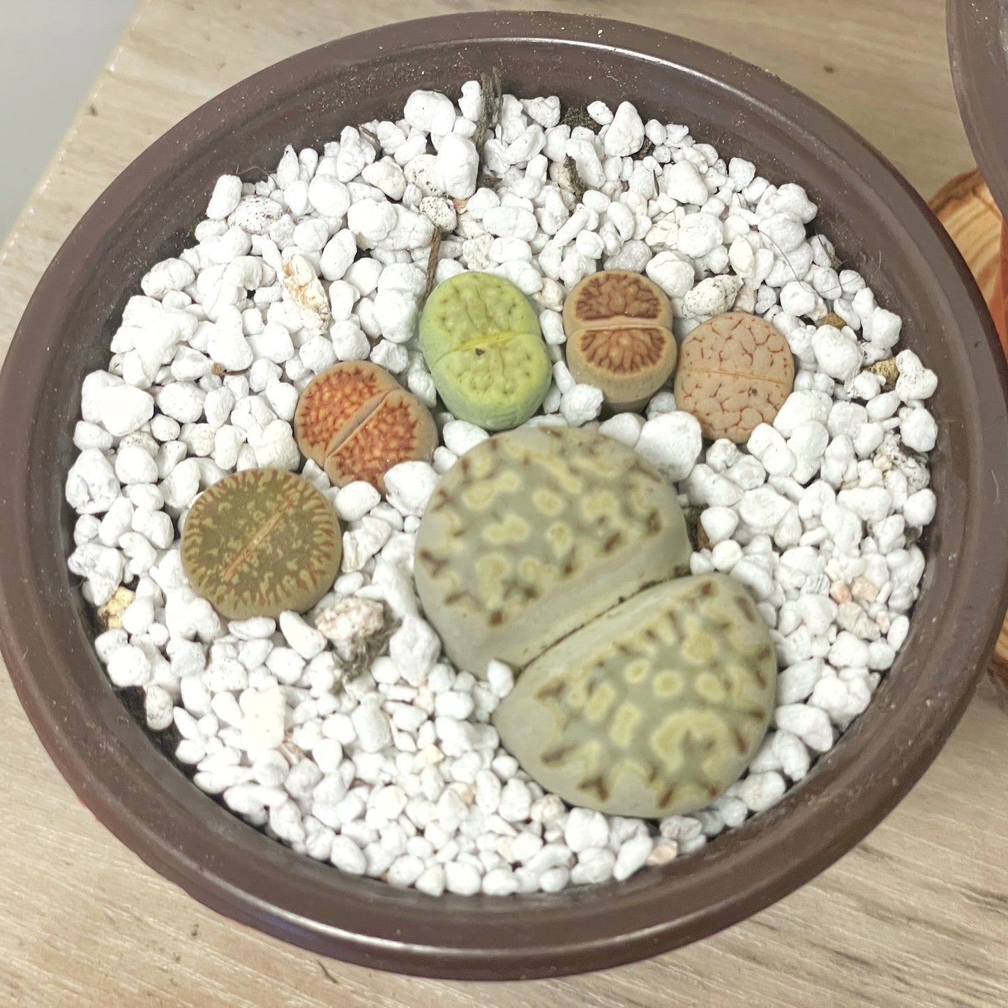 DIY Lithops Kit - 6 Lithops, 1 x 8cm nursery pot, small bag of Lithops soil, White decorative top - Succulents - Cactus, Lithops New Starter Kit, Gift for Kid